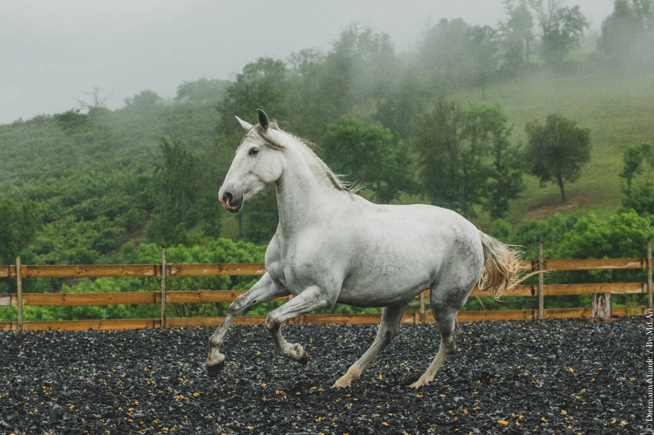 Merrie PRE Puur Ras Spaans Te koop 2018 Schimmel