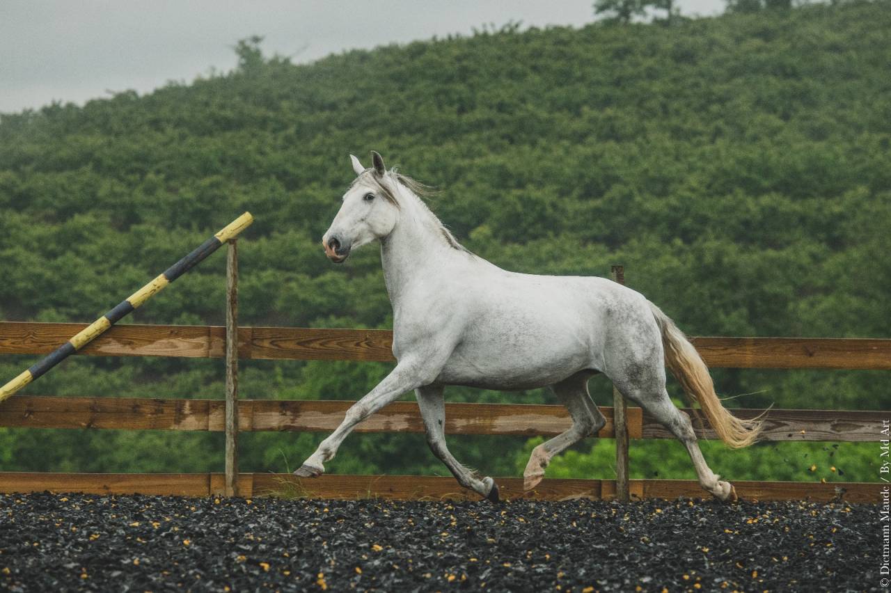 Merrie PRE Puur Ras Spaans Te koop 2018 Schimmel