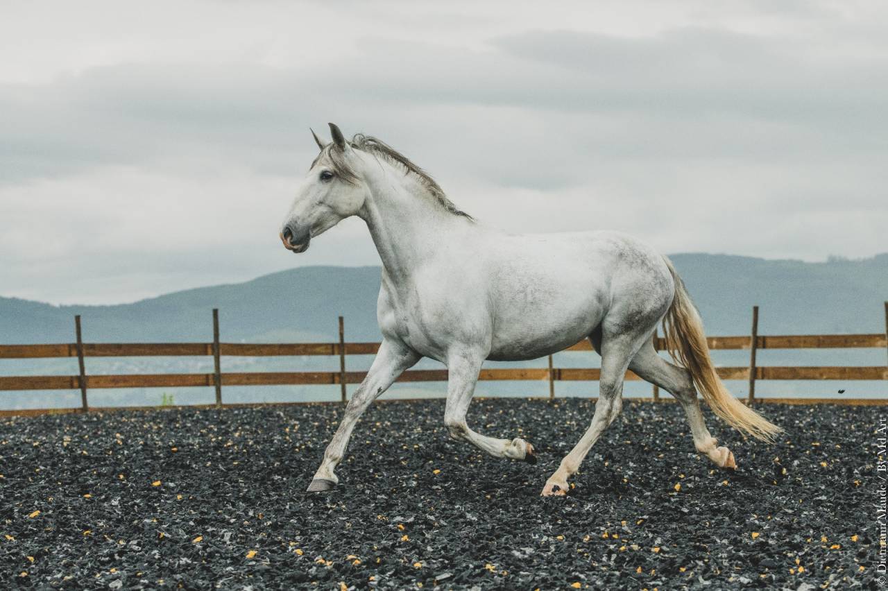 Merrie PRE Puur Ras Spaans Te koop 2018 Schimmel
