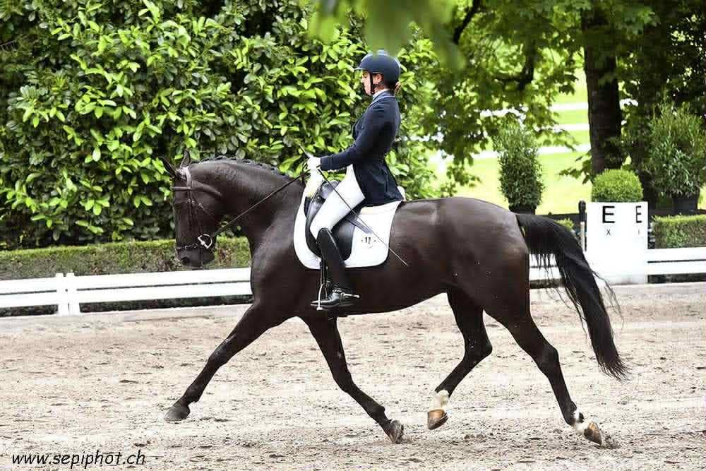 Merrie CDF - Frans dressuurpaard Te koop 2016 Zwart