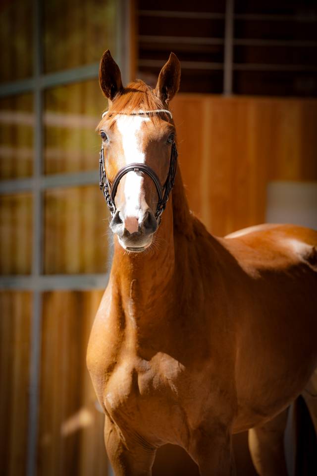 Merrie Selle Français Te koop 2022 Vos