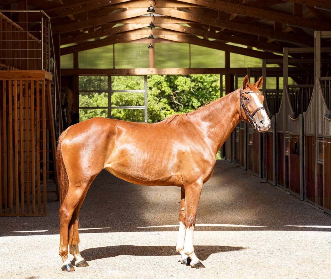 Merrie Selle Français Te koop 2022 Vos