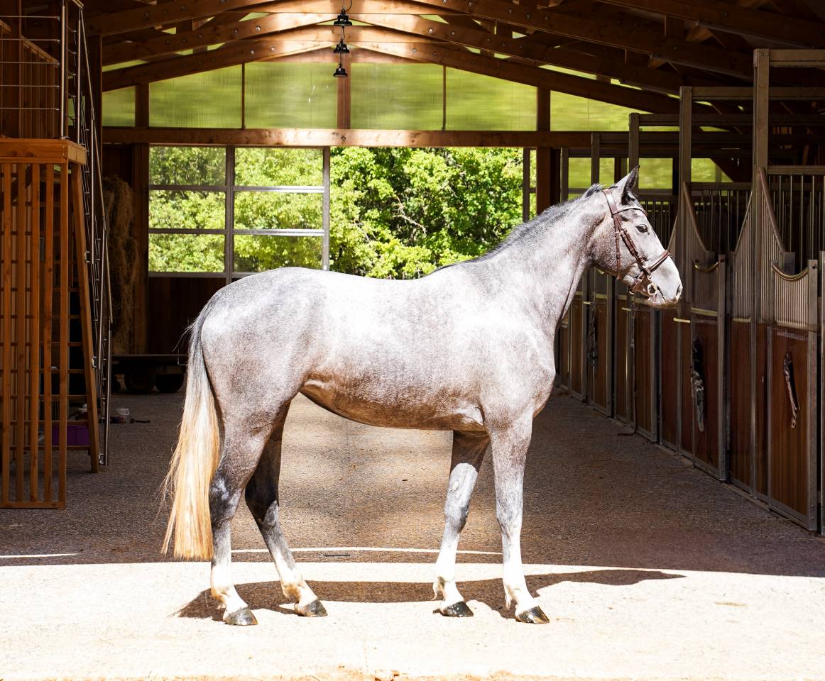 Merrie Selle Français Te koop 2022 Schimmel