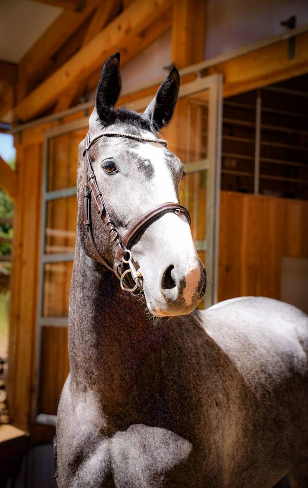 Merrie Selle Français Te koop 2022 Schimmel