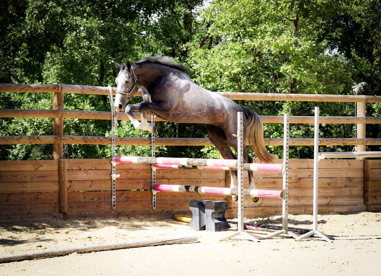 Merrie Selle Français Te koop 2022 Schimmel