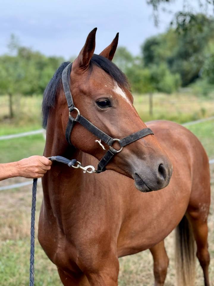 Merrie New Forest Te koop 2022 Donker bruin / bai ,  Orlando de civery