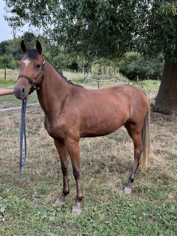 Merrie New Forest Te koop 2022 Donker bruin / bai ,  Orlando de civery