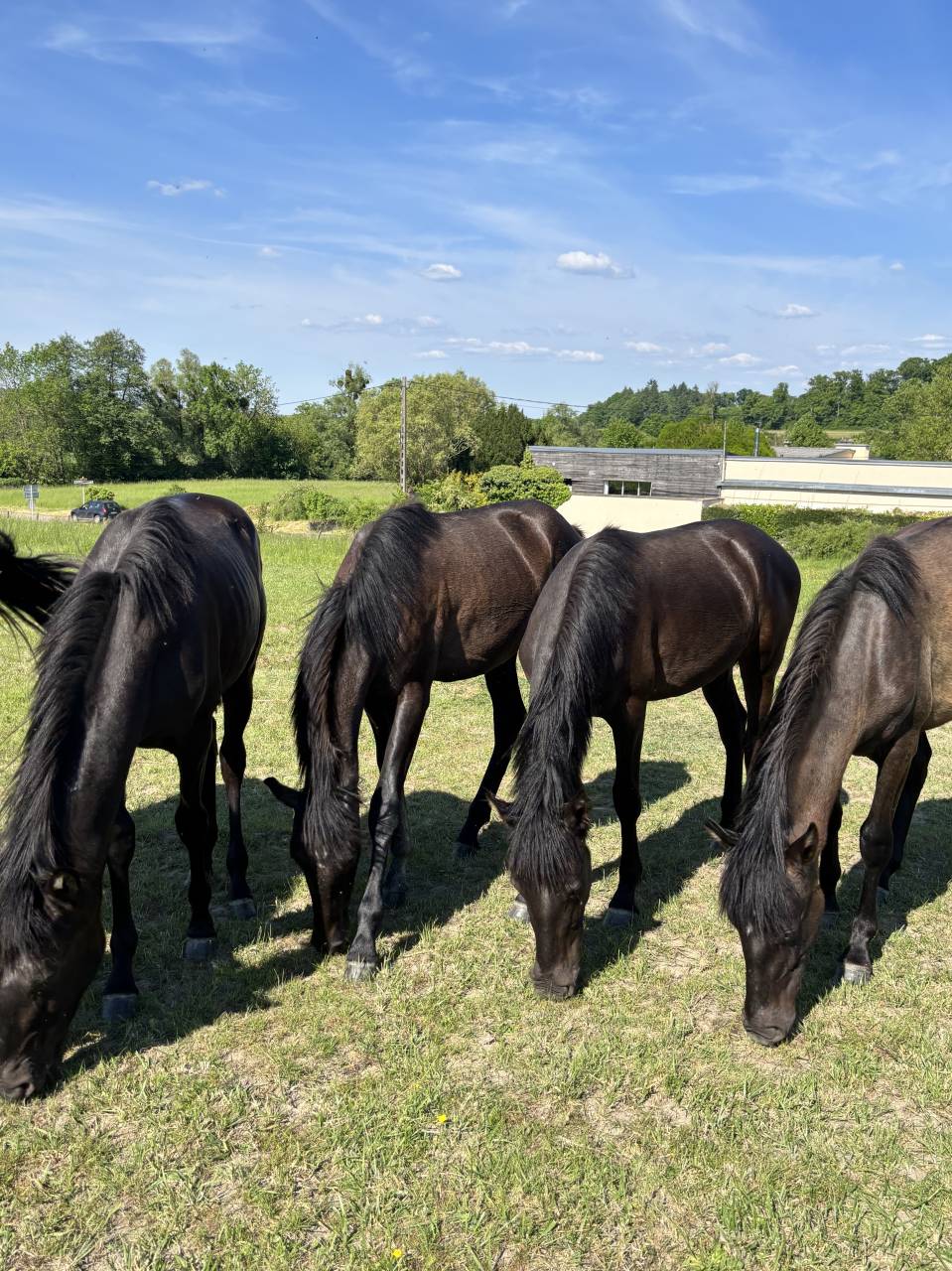 Veulen (vr) PRE Puur Ras Spaans Te koop 2024 Zwart