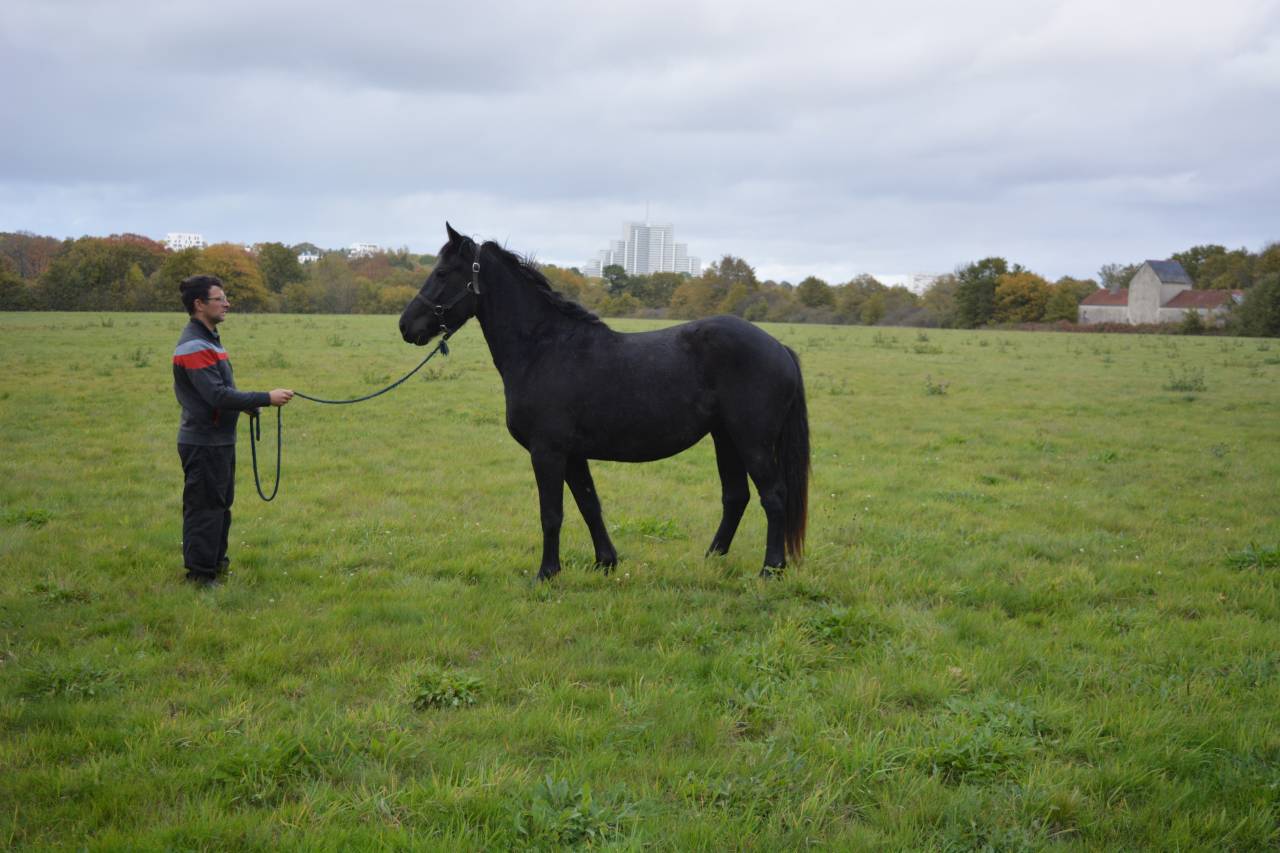 Merrie Ras onbekend Te koop 2022 Zwart
