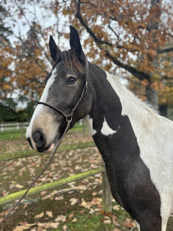 Merrie Ras onbekend Te koop 2023 Bont