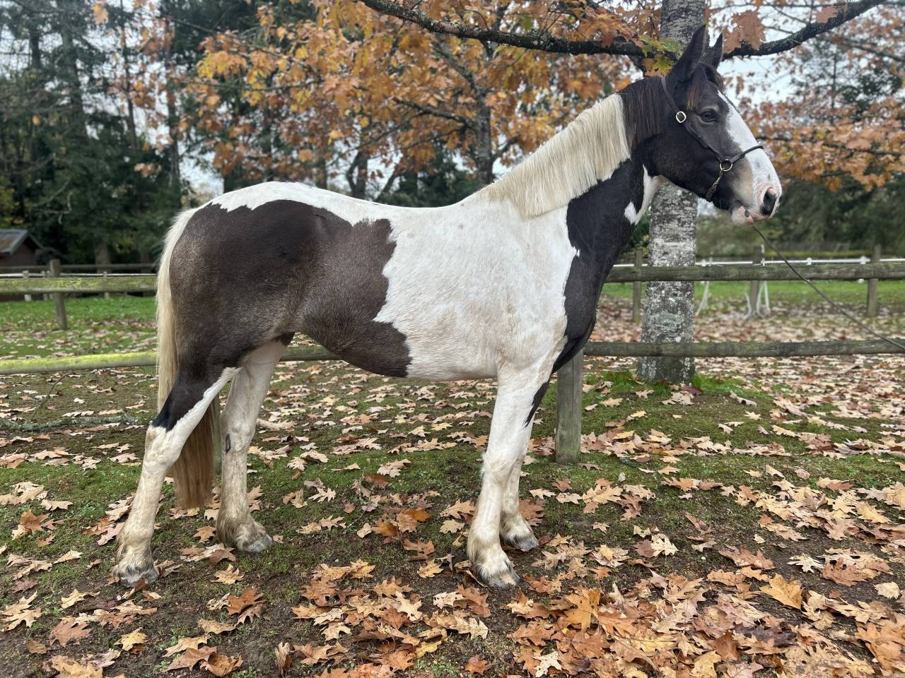 Merrie Ras onbekend Te koop 2023 Bont