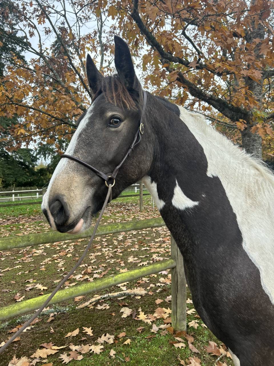 Merrie Ras onbekend Te koop 2023 Bont