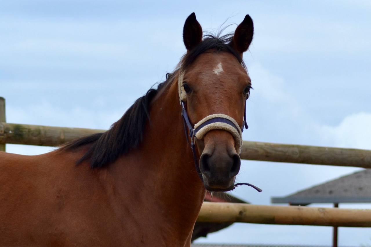 Merrie Selle Français Te koop 2021 Donker bruin / bai