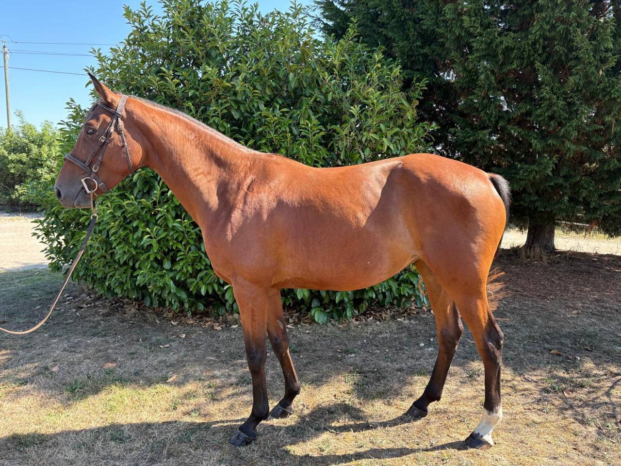 Merrie Selle Français Te koop 2021 Donker bruin / bai