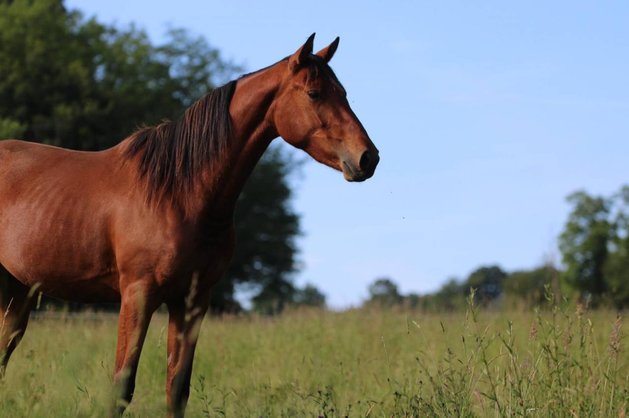 Merrie Selle Français Te koop 2021 Donker bruin / bai