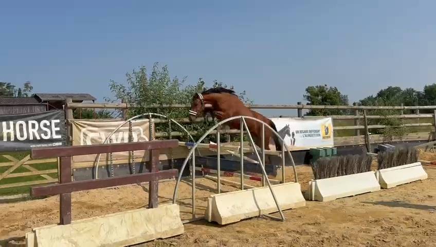 Merrie Selle Français Te koop 2021 Donker bruin / bai