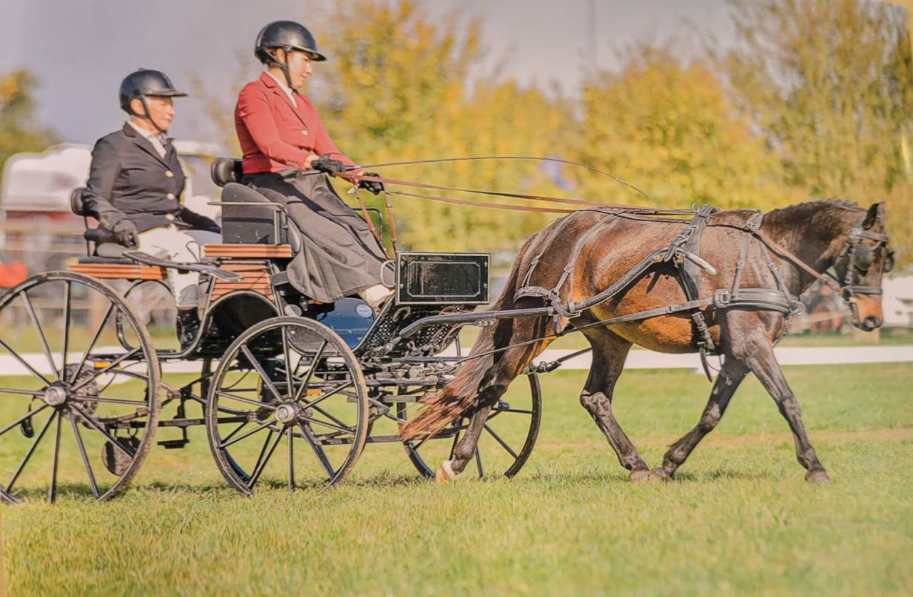 Ruin Franse rijpony PFS Te koop 2021 Bruin / Bai