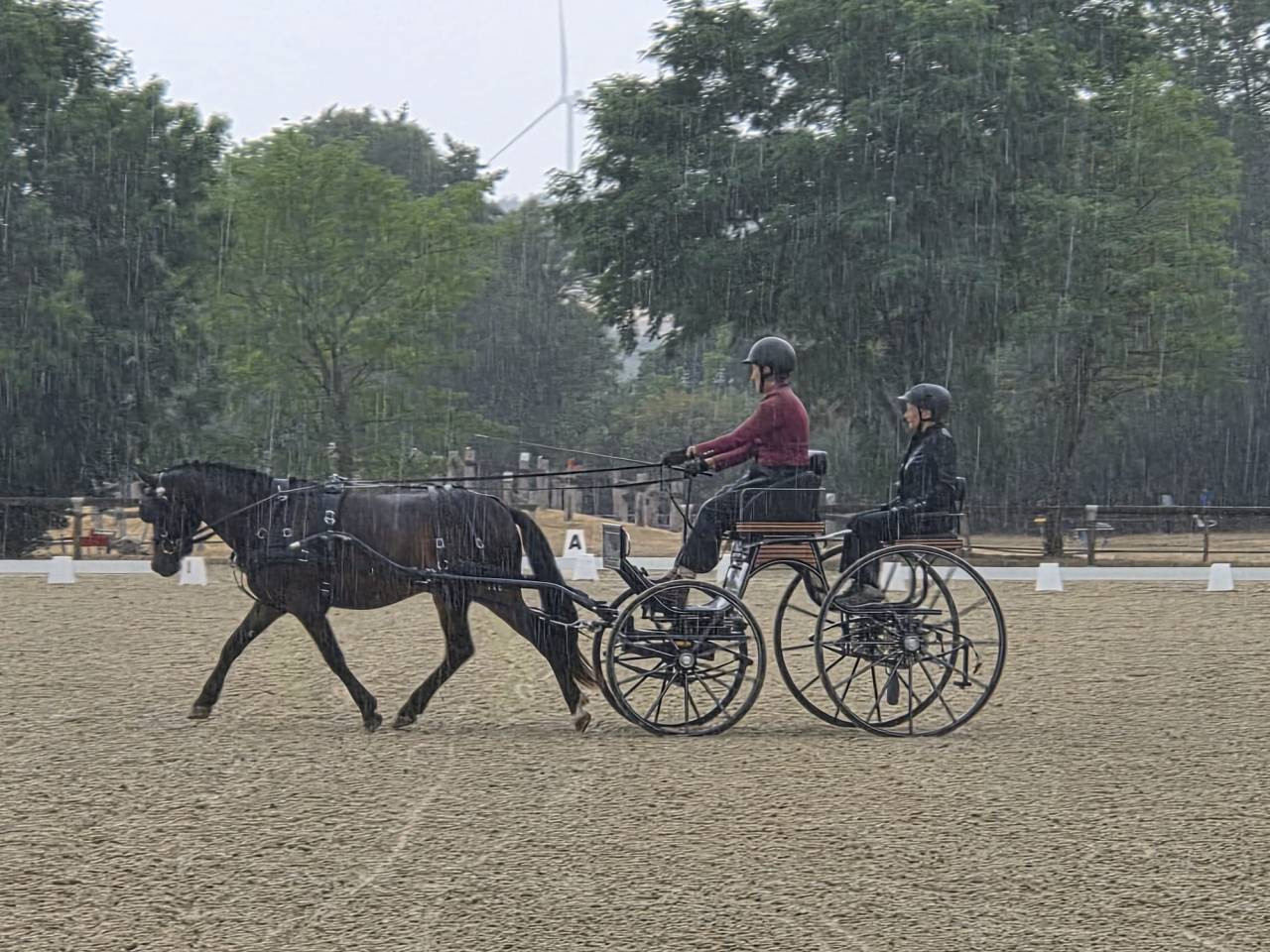 Ruin Franse rijpony PFS Te koop 2021 Bruin / Bai