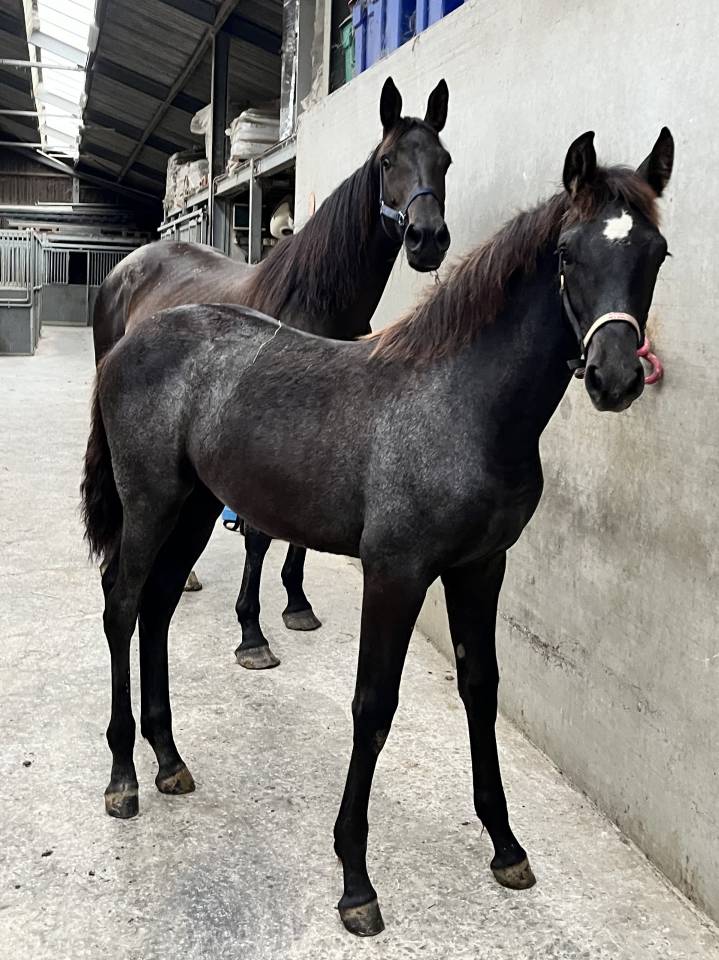 Merrie KWPN Nederlands sportpaard Te koop 2009 Donker bruin / bai ,  EQUADOR