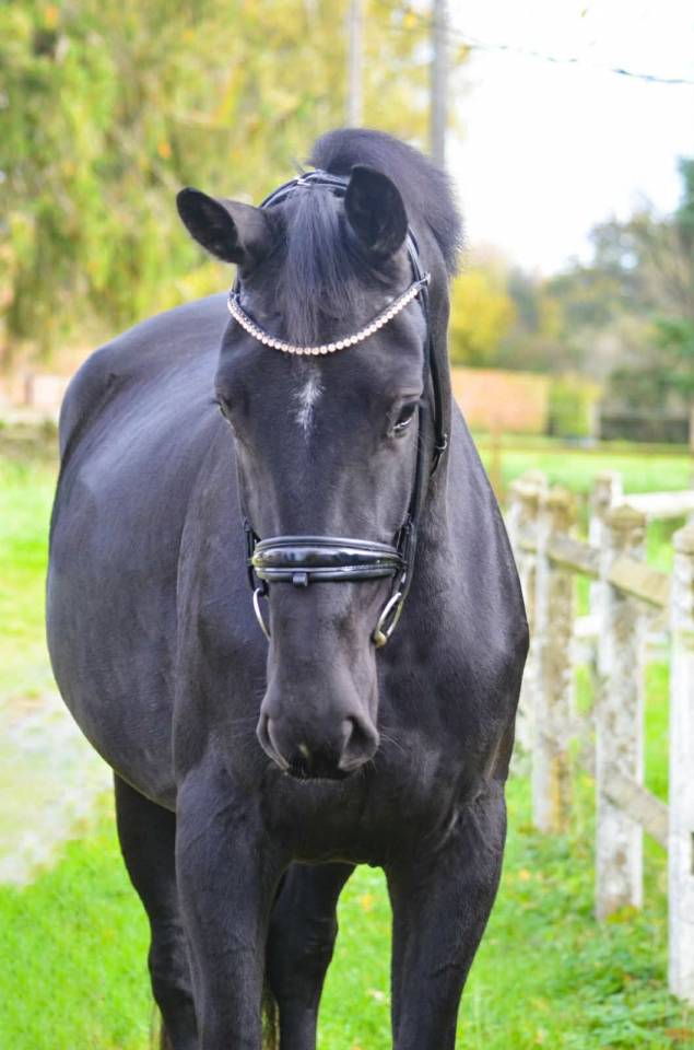 Merrie Oldenburger Te koop 2022 Zwart