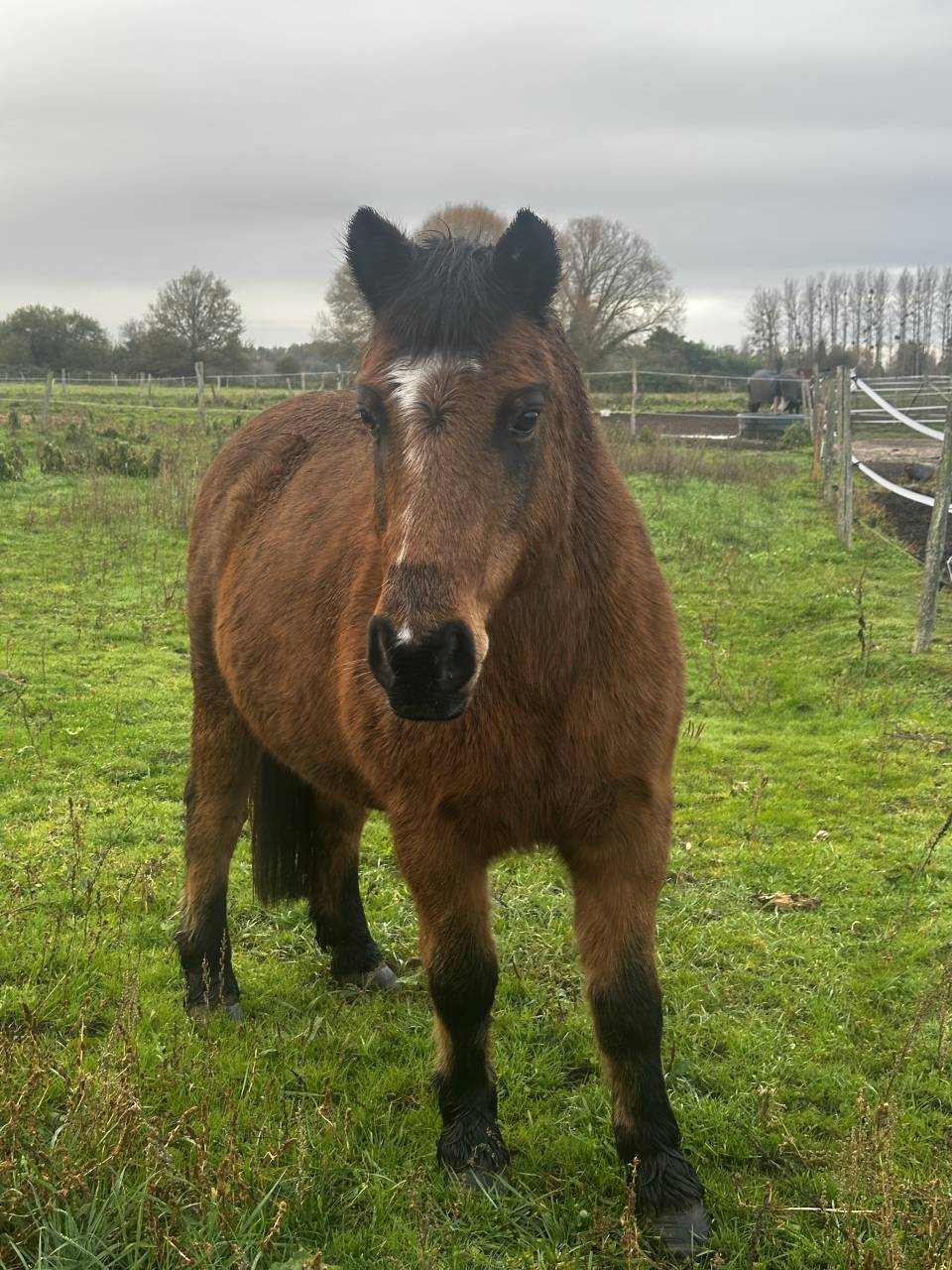 Ruin Bekend ras Te koop 2005 Donker bruin / bai