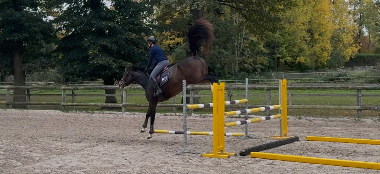 Merrie Selle Français Te koop 2022 Donker bruin / bai ,  Grandorado