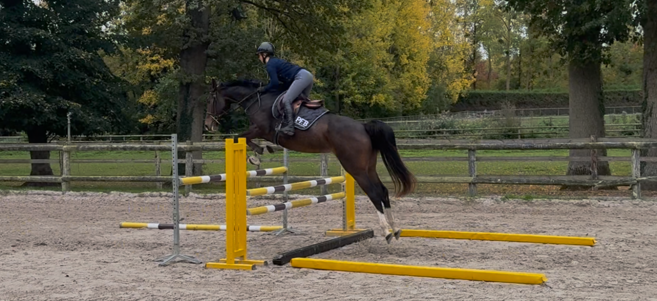 Merrie Selle Français Te koop 2022 Donker bruin / bai ,  Grandorado