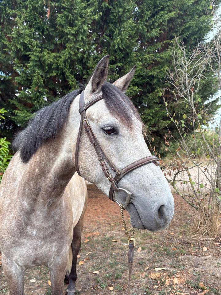 Ruin New Forest Te koop 2020 Schimmel