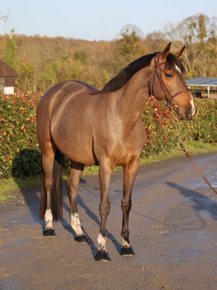 Merrie Selle Français Te koop 2021 Donker bruin / bai ,  diarado