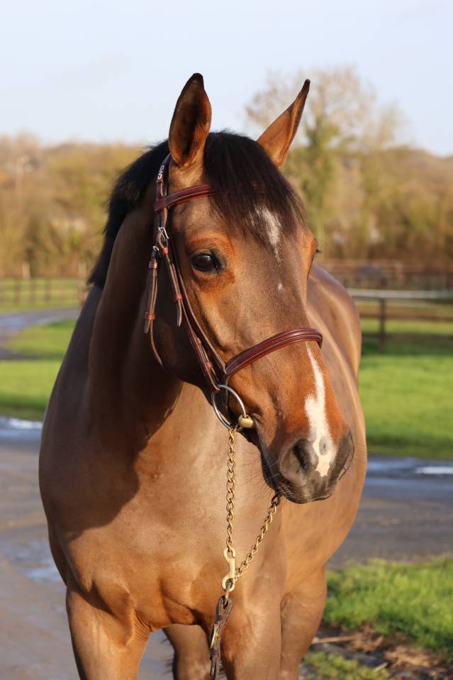 Merrie Selle Français Te koop 2021 Donker bruin / bai ,  diarado