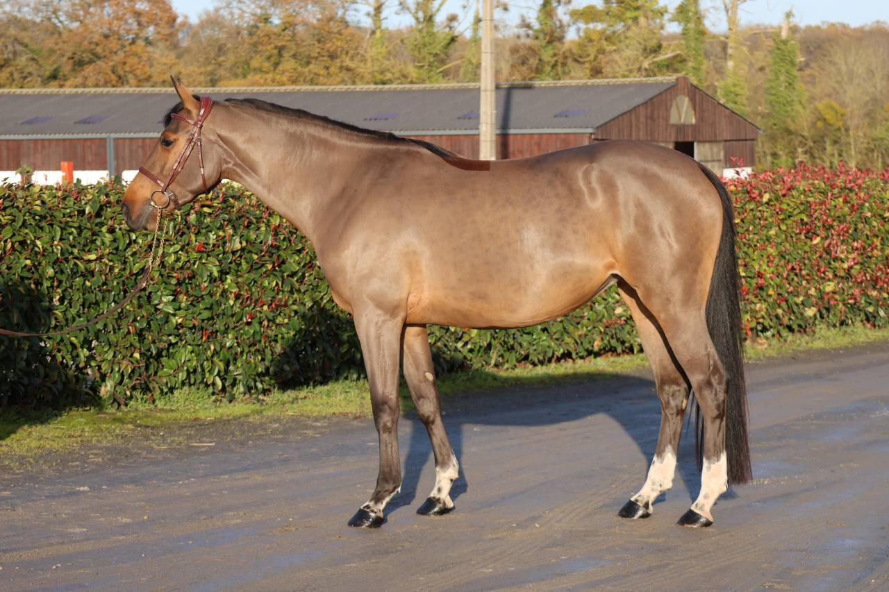 Merrie Selle Français Te koop 2021 Donker bruin / bai ,  diarado