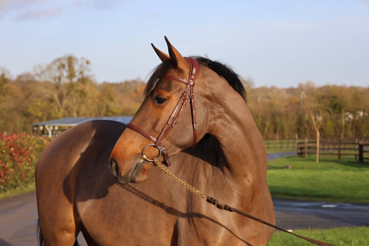 Merrie Selle Français Te koop 2021 Donker bruin / bai ,  diarado