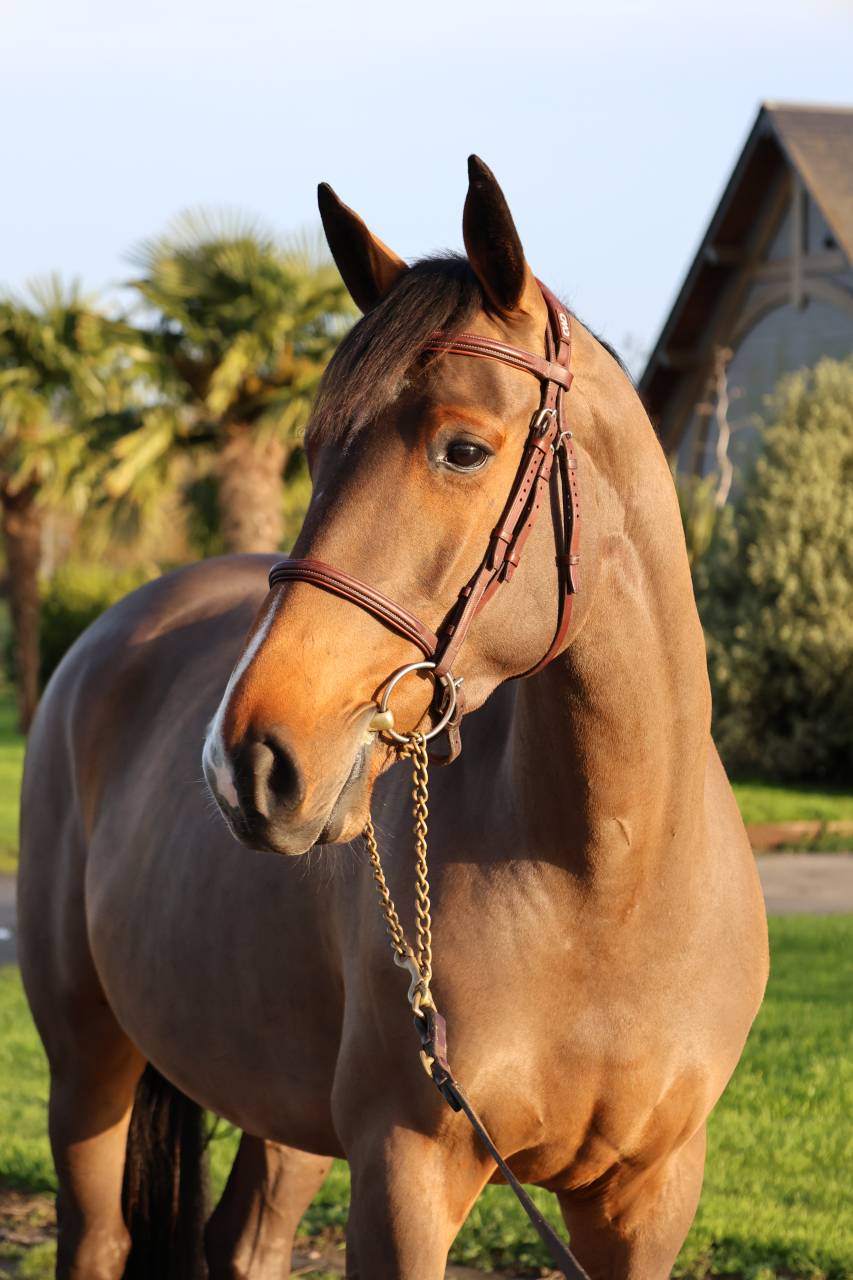 Merrie Selle Français Te koop 2021 Donker bruin / bai ,  diarado