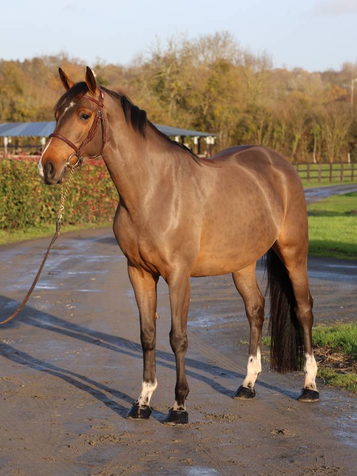 Merrie Selle Français Te koop 2021 Donker bruin / bai ,  diarado