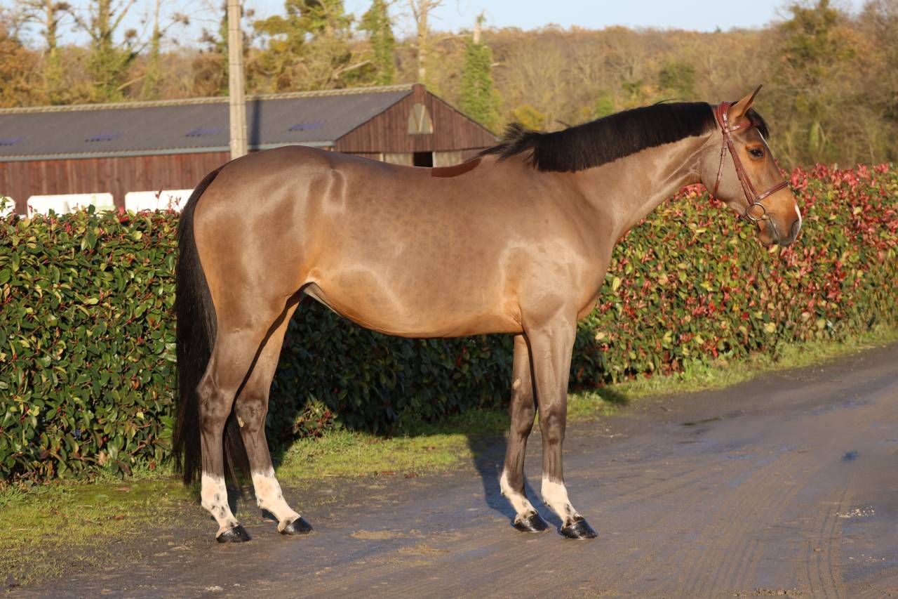 Merrie Selle Français Te koop 2021 Donker bruin / bai ,  diarado