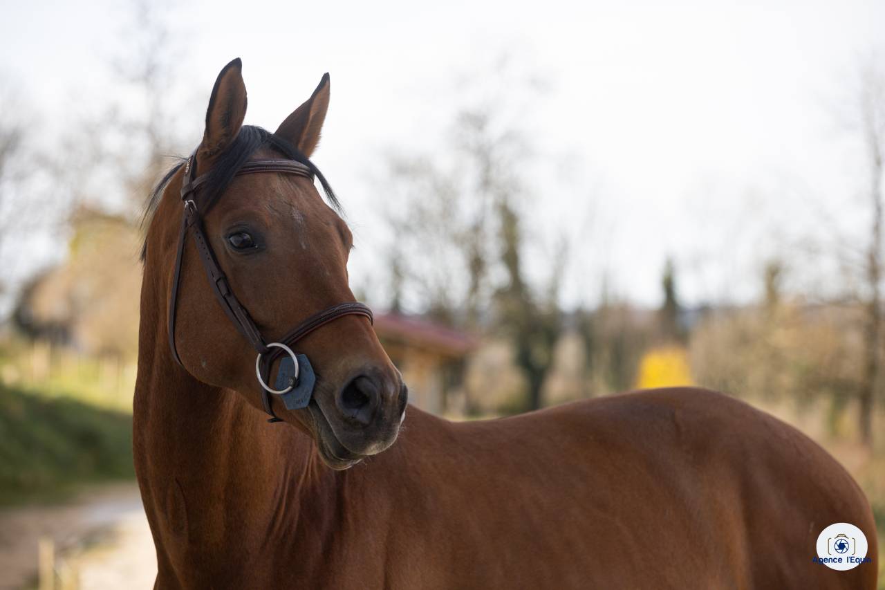 Hengst Oldenburger Te koop 2021 Donker bruin / bai