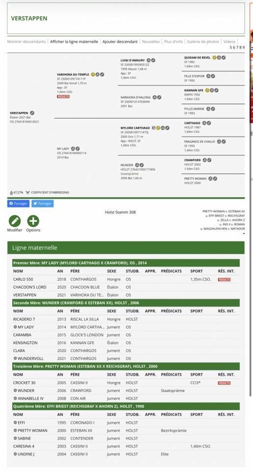 Hengst Oldenburger Te koop 2021 Donker bruin / bai