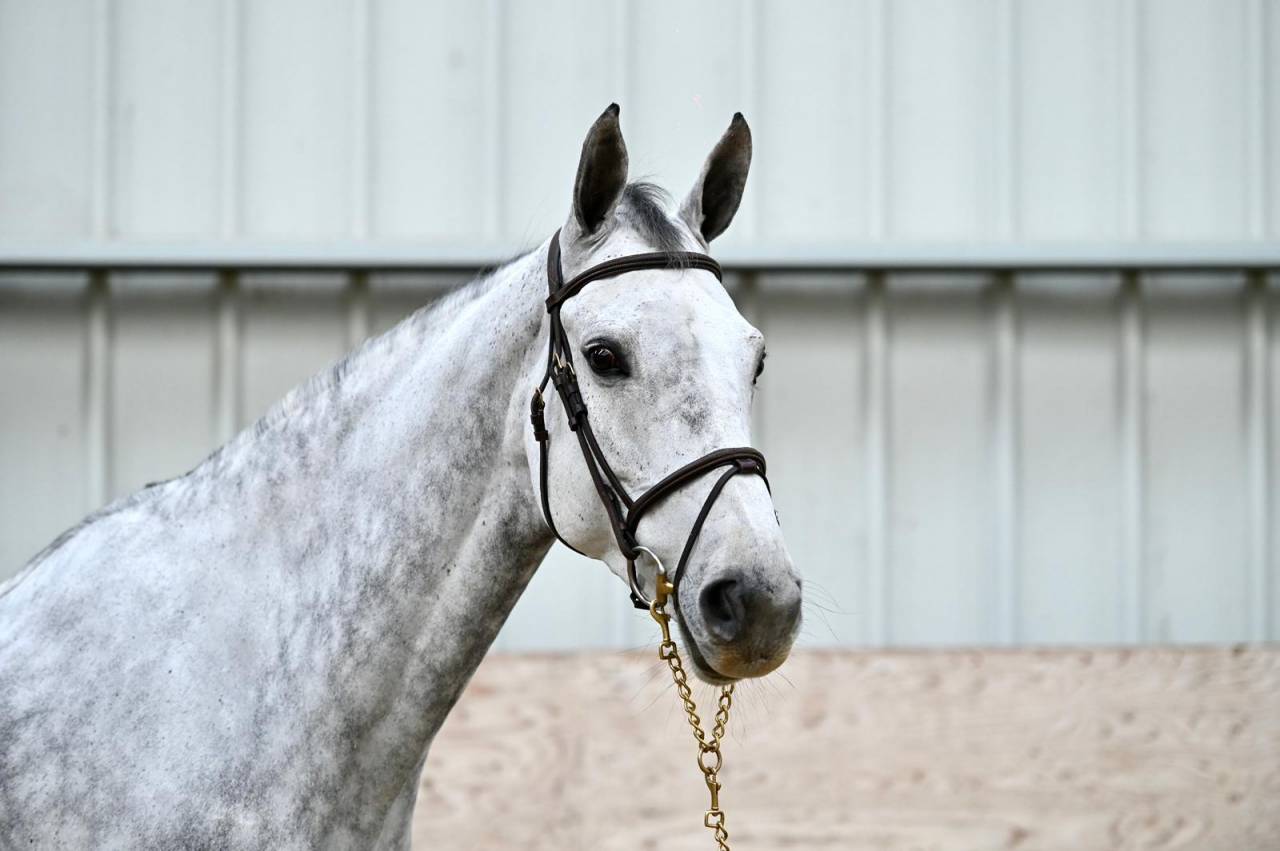 Merrie Zangersheide Te koop 2018 Schimmel ,  Baloussini