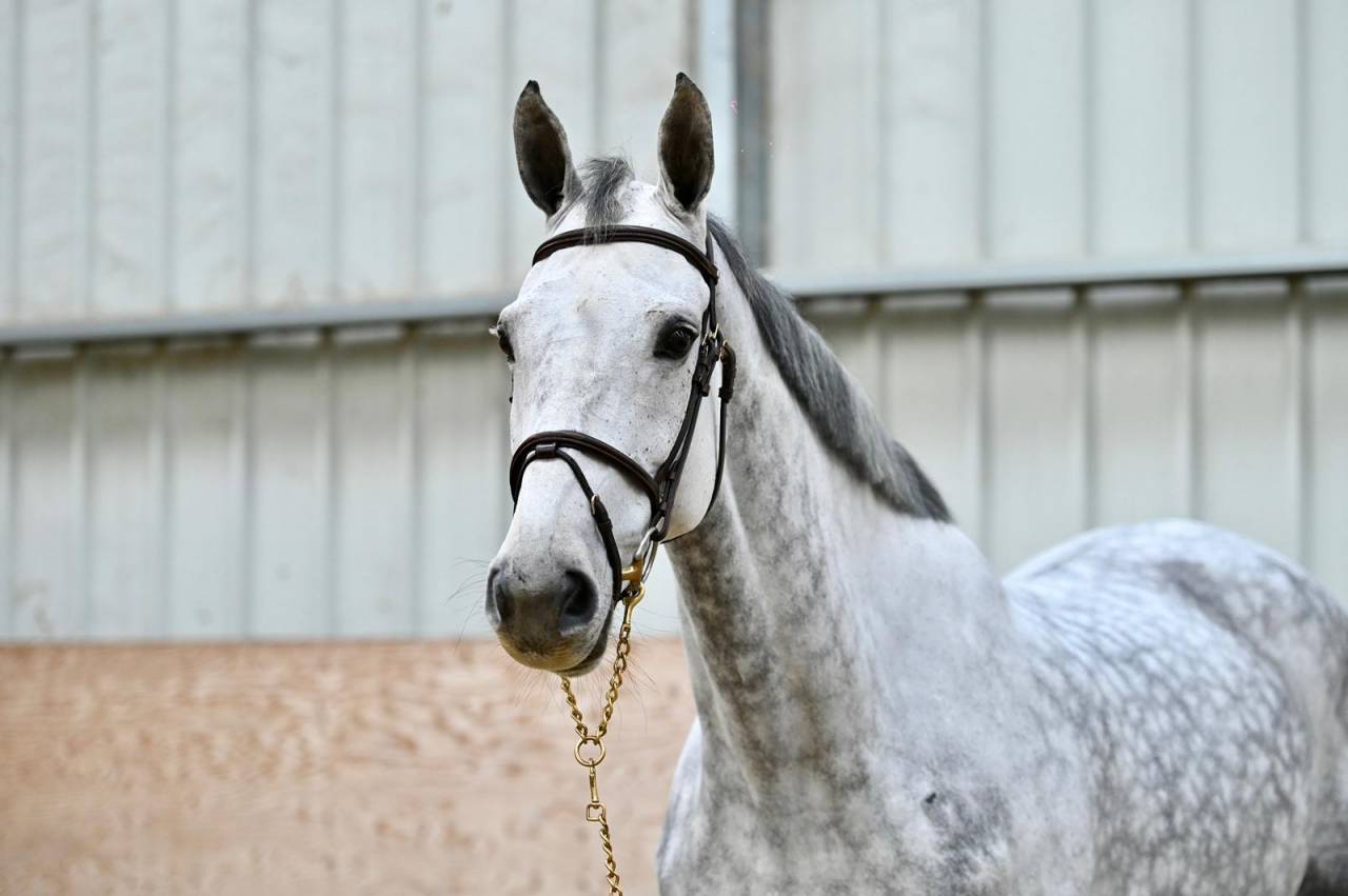 Merrie Zangersheide Te koop 2018 Schimmel ,  Baloussini