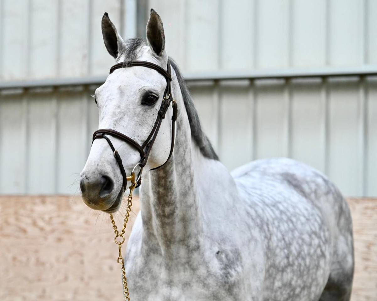 Merrie Zangersheide Te koop 2018 Schimmel ,  Baloussini