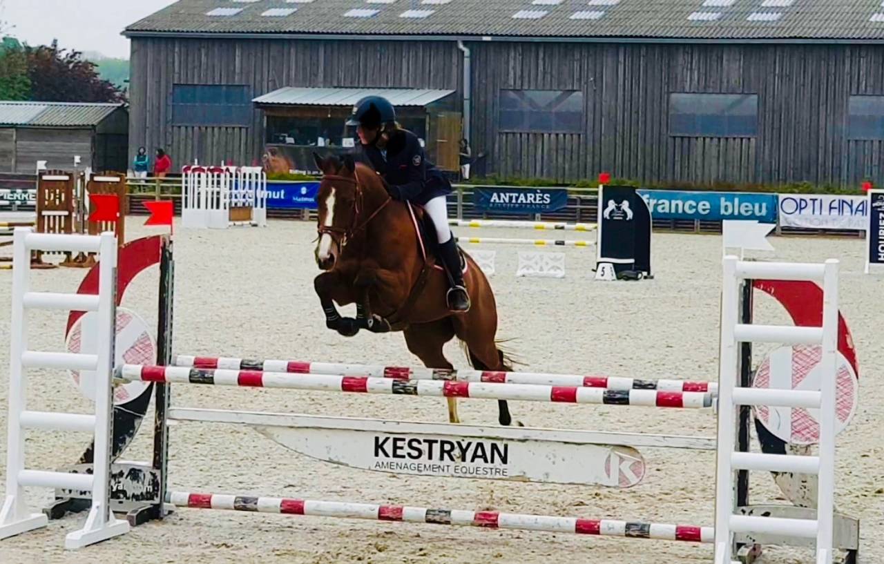 Merrie Selle Français Te koop 2011 Donker bruin / bai ,  OKE DU ROZEL