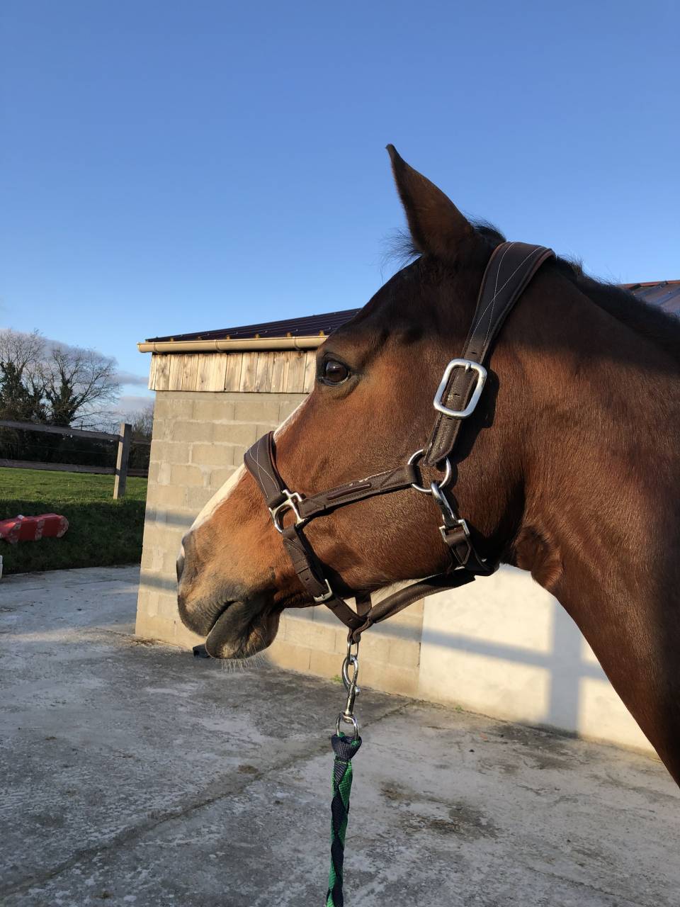 Merrie Selle Français Te koop 2011 Donker bruin / bai ,  OKE DU ROZEL