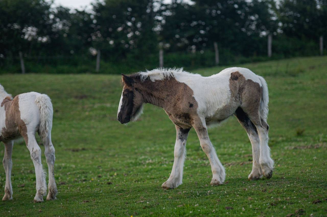 Veulen (vr) Gypsy Cob Te koop 2025 Bont
