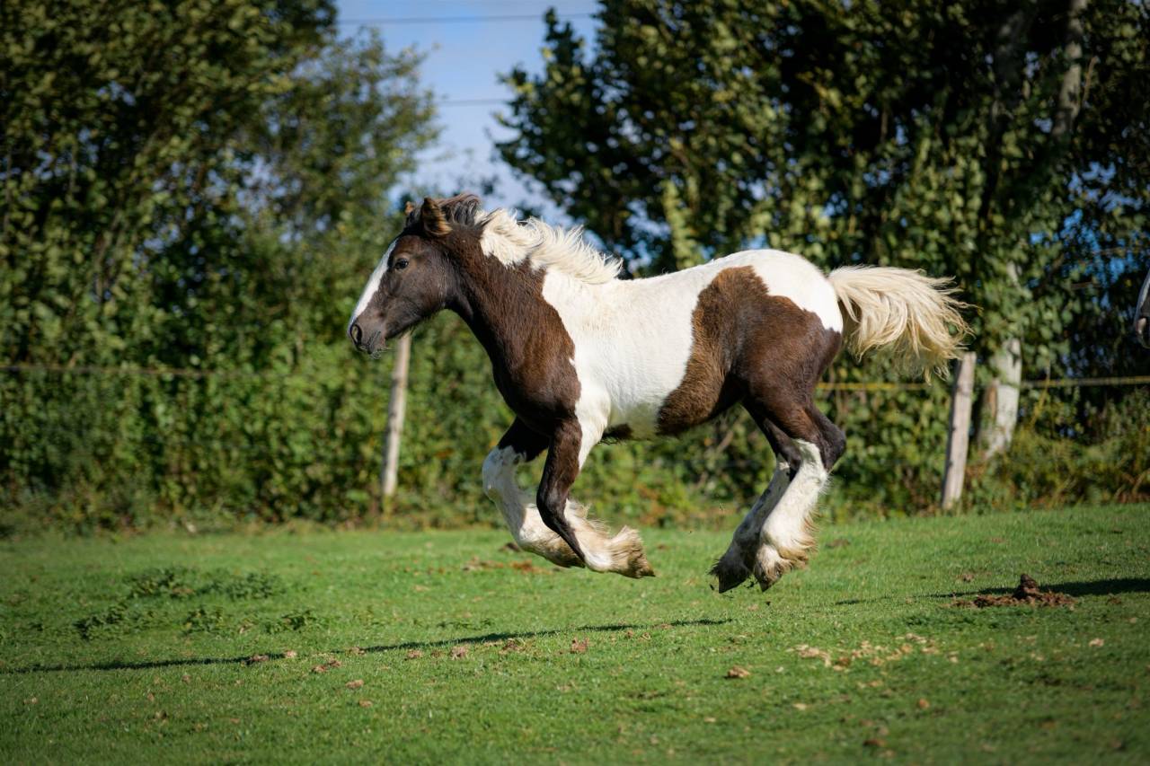 Veulen (vr) Gypsy Cob Te koop 2025 Bont