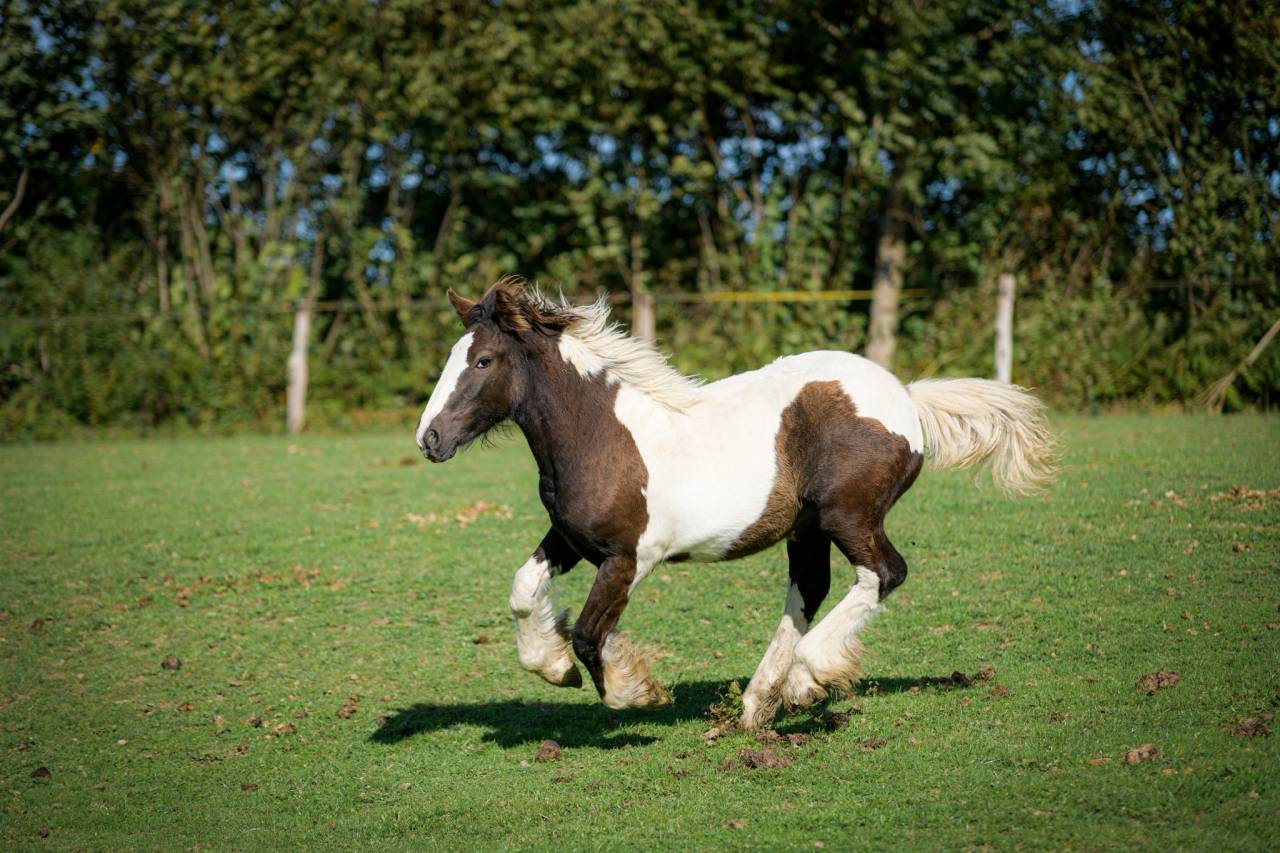 Veulen (vr) Gypsy Cob Te koop 2025 Bont
