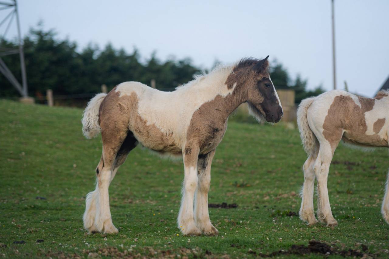 Veulen (vr) Gypsy Cob Te koop 2025 Bont