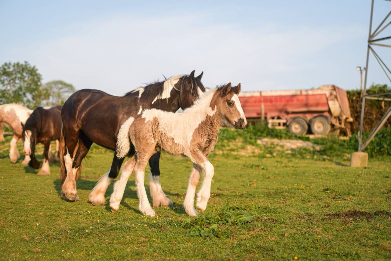 Veulen (vr) Gypsy Cob Te koop 2025 Bont