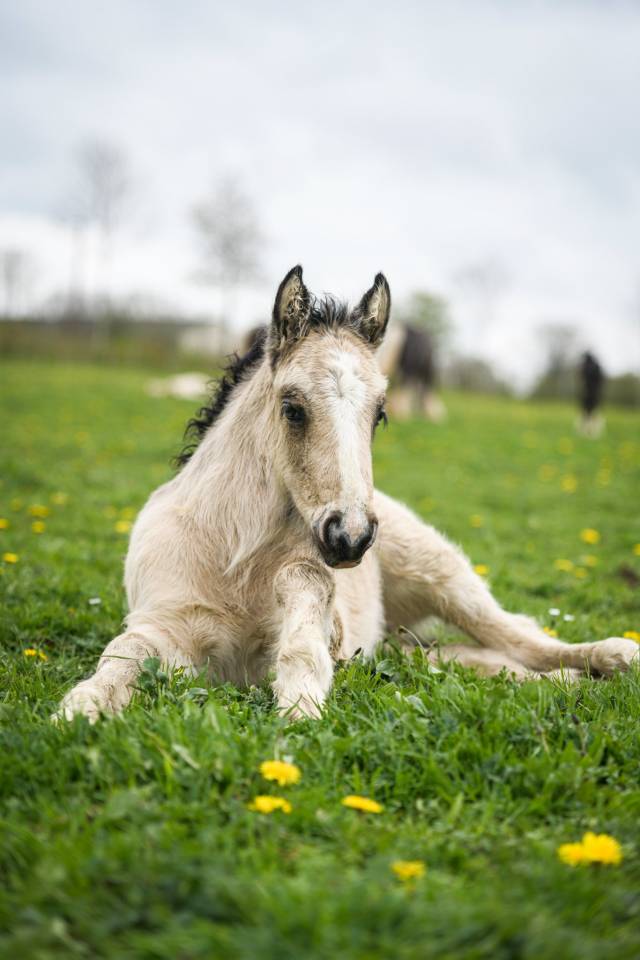 Veulen (vr) Gypsy Cob Te koop 2025 Isabel