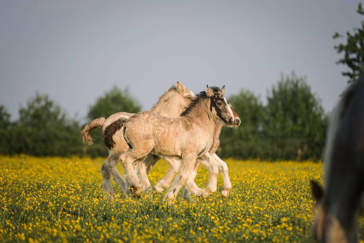 Veulen (vr) Gypsy Cob Te koop 2025 Isabel