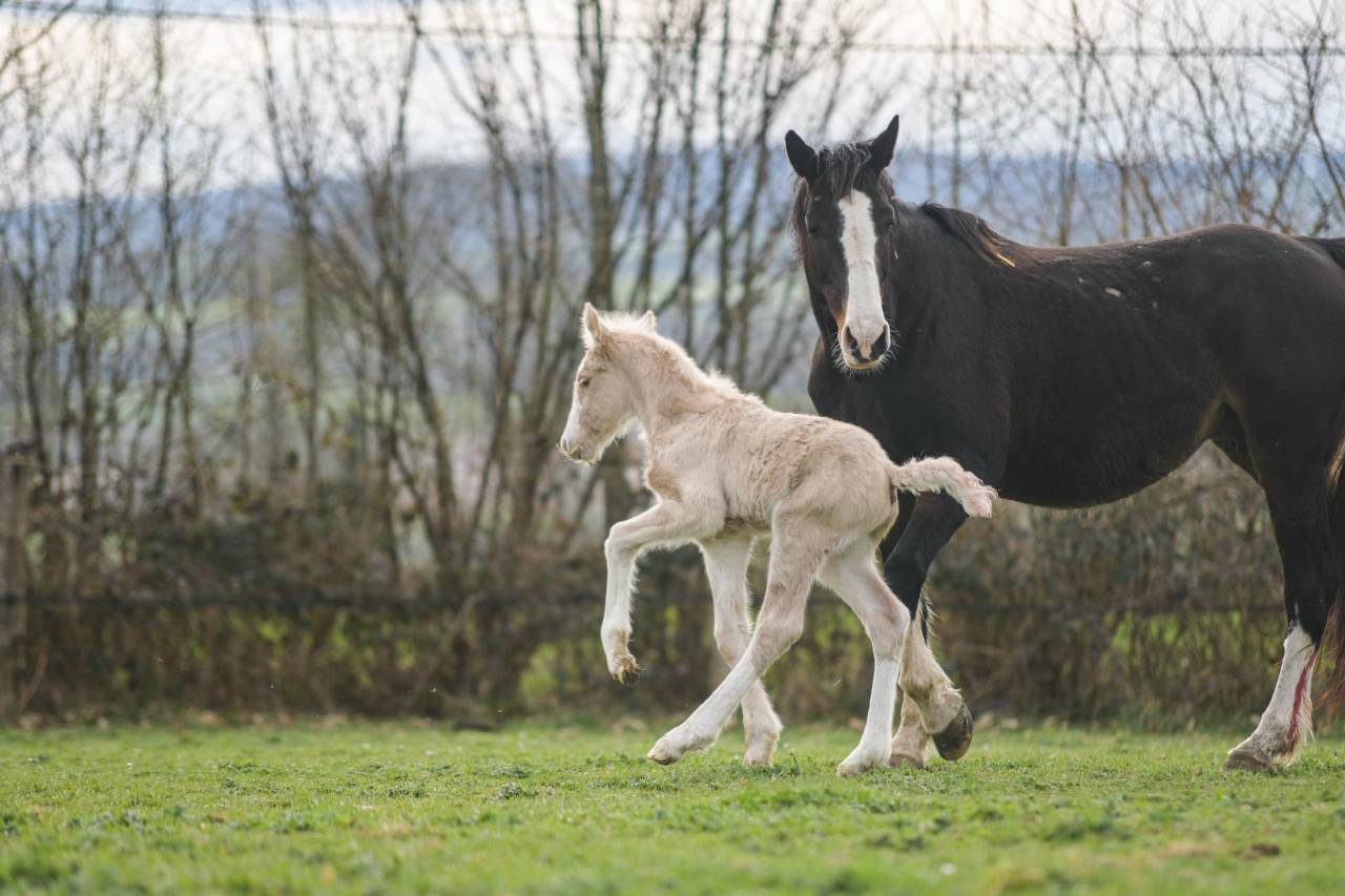 Veulen (vr) Gypsy Cob Te koop 2025 Palomino